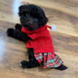 Meet your Posher, Quinlan